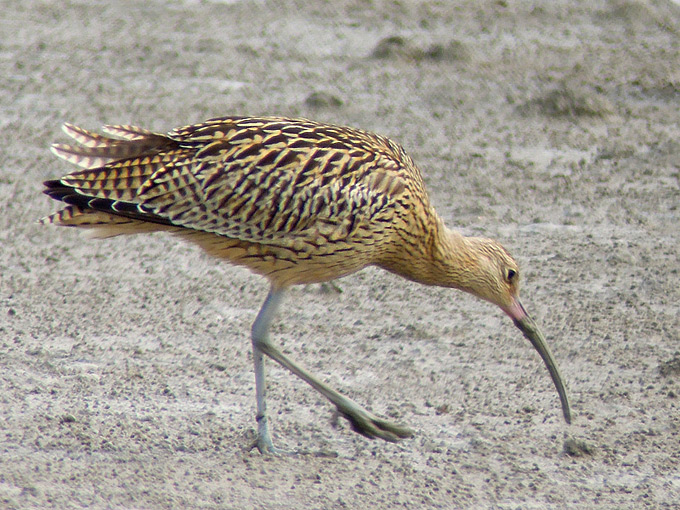 Far Eastern Curlew