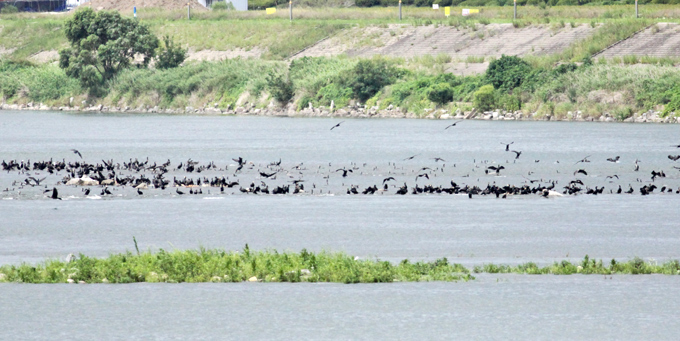 Great Cormorant