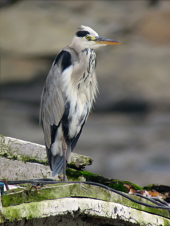 Grey Heron