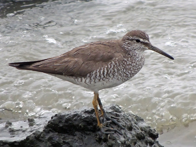 Grey-tailed Tattler