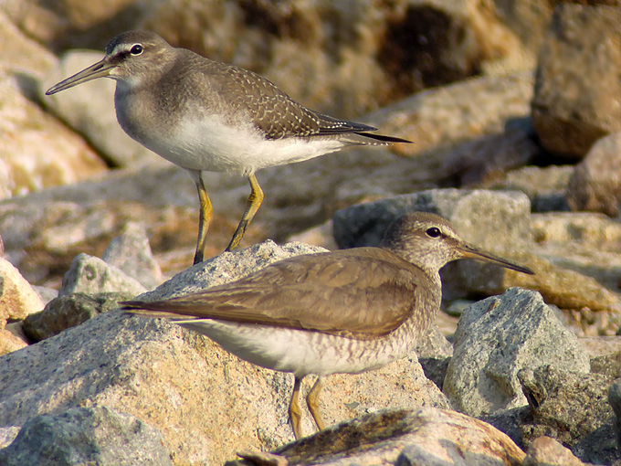 Grey-tailed Tattler