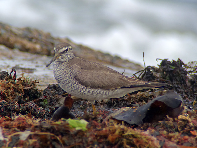 Grey-tailed Tattler