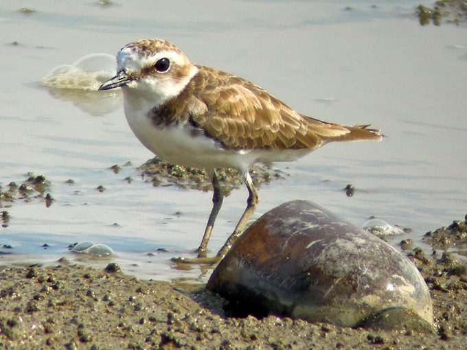 Kentish Plover