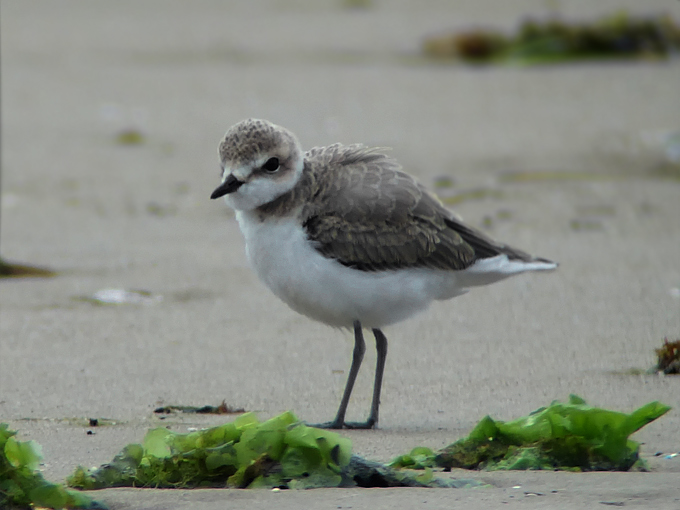 Kentish Plover
