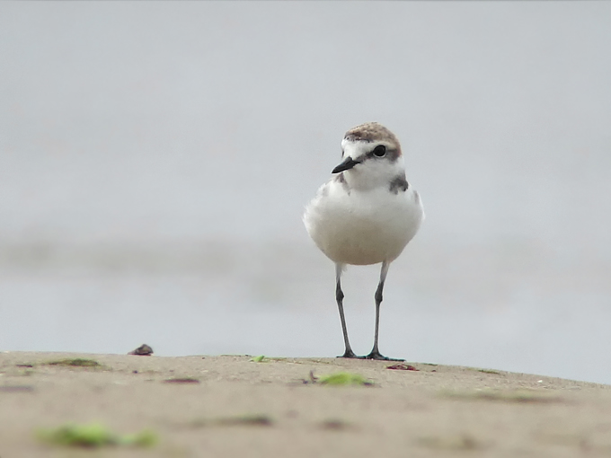Kentish Plover