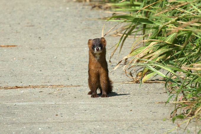 Least Weasel