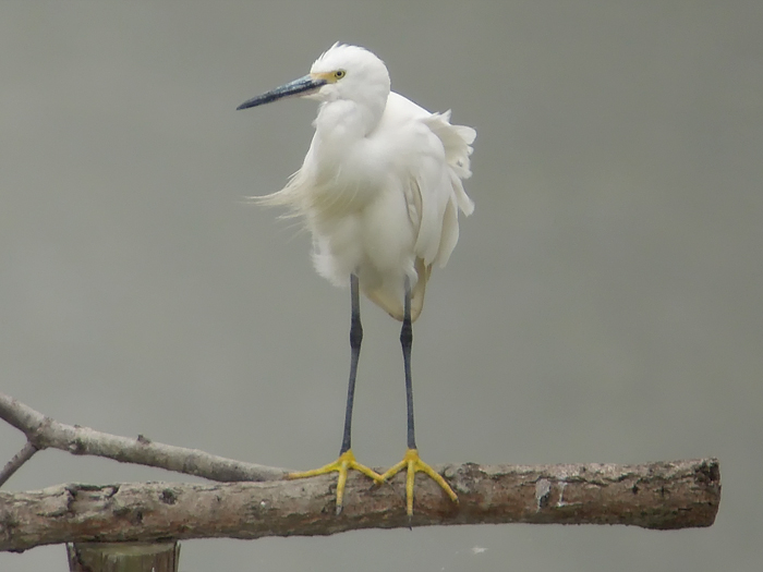 Little Egret