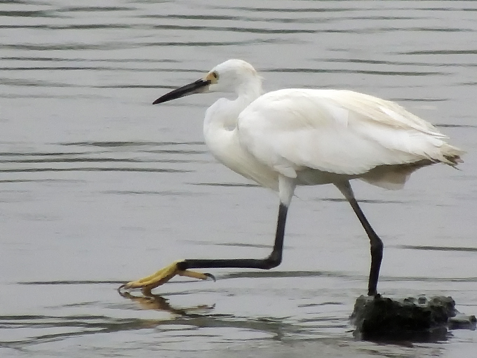 Little Egret
