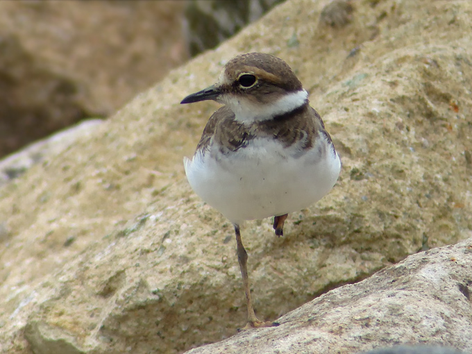 Long-billed Plover