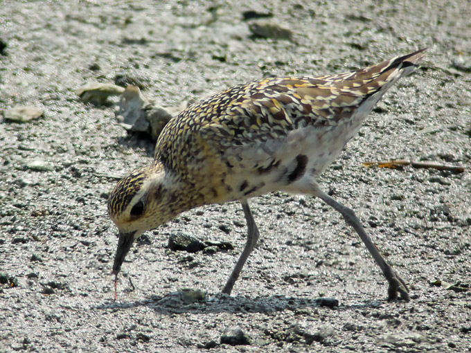 Pacific Golden Plover