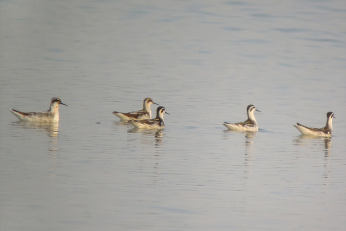 Red-necked Phalarope