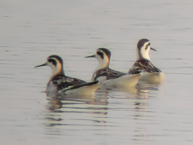 Red-necked Phalarope