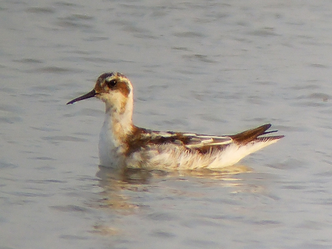 Red-necked Phalarope