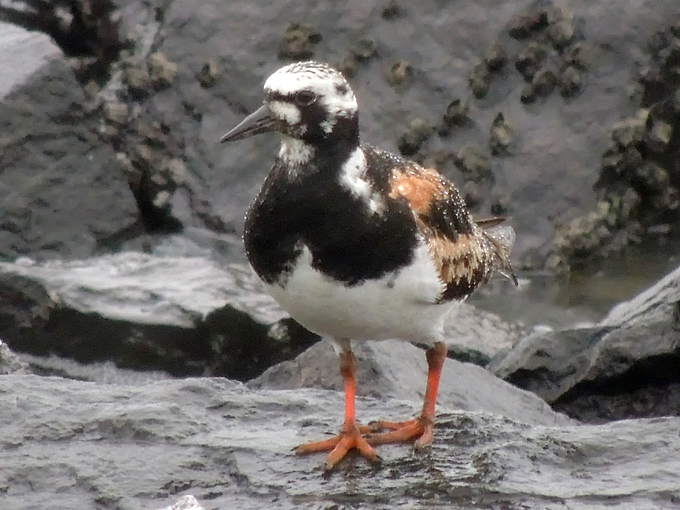 Ruddy Turnstone