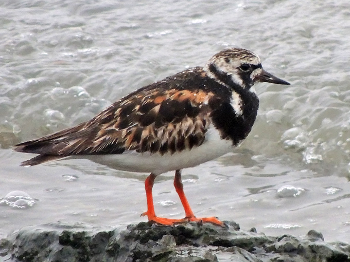 Ruddy Turnstone