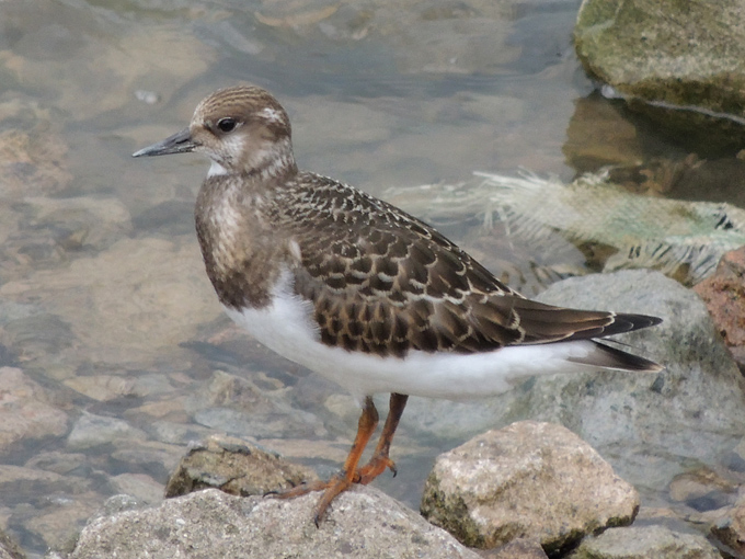 Ruddy Turnstone