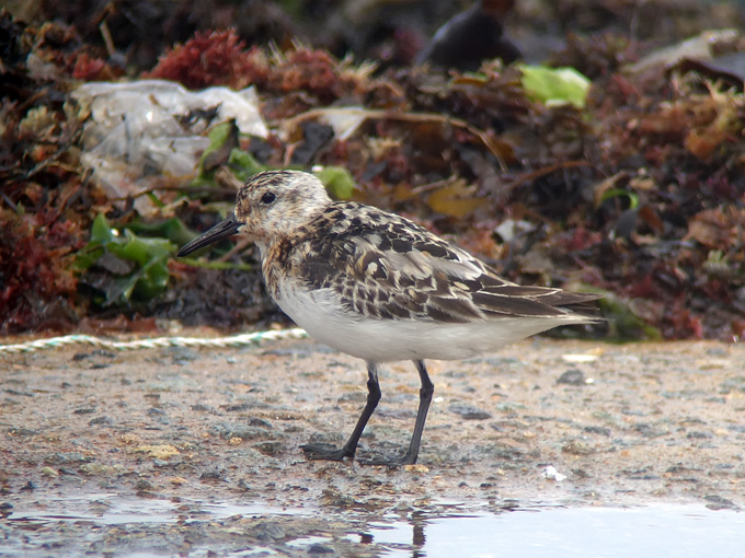 Sanderling