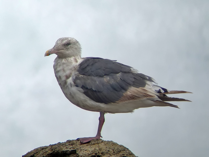 Slaty-backed Gull