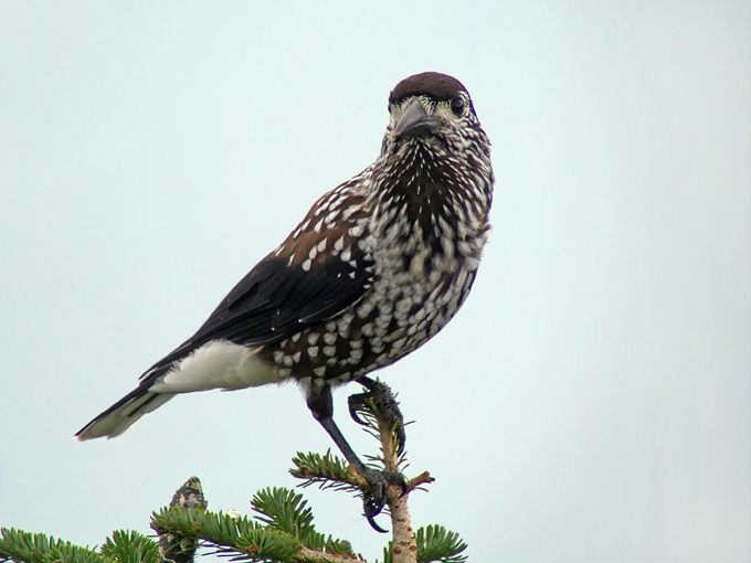 Spotted Nutcracker