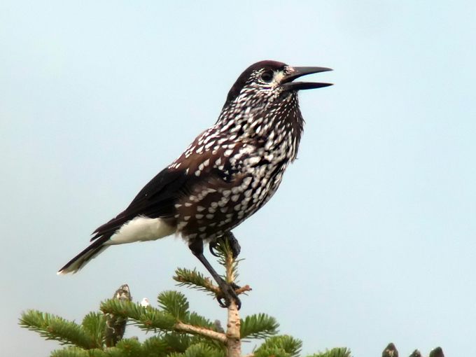 Spotted Nutcracker