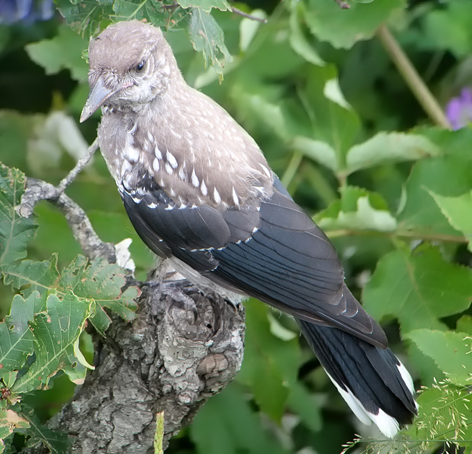 Spotted Nutcracker