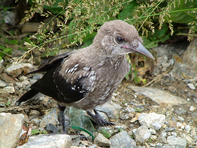 Spotted Nutcracker