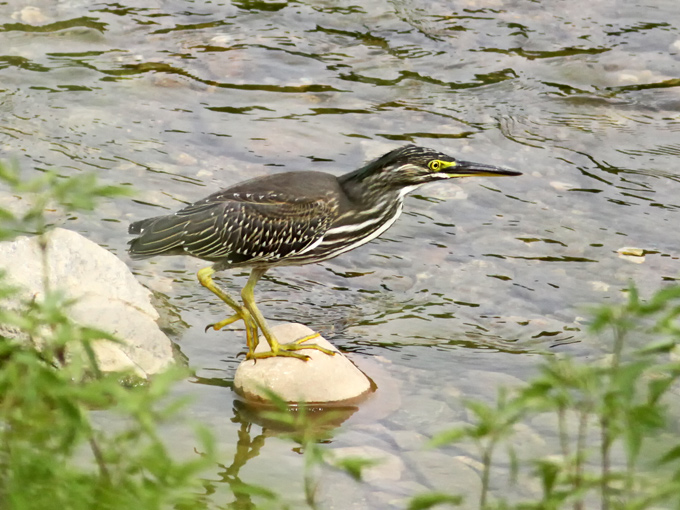 Striated Heron