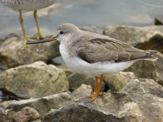 Terek Sandpiper