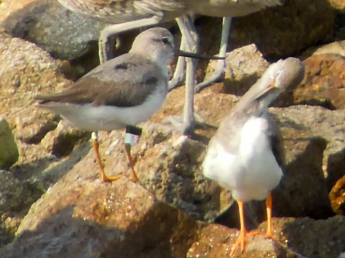 Terek Sandpiper