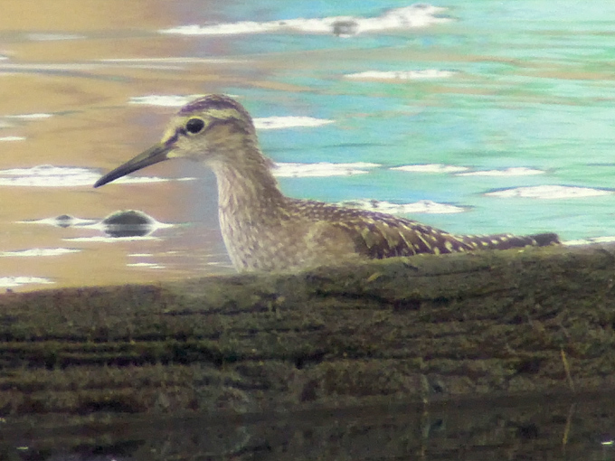Wood Sandpiper