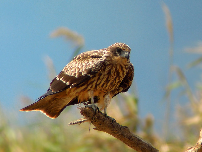 Black Kite