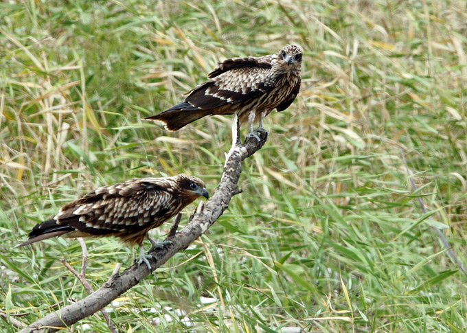 Black Kite