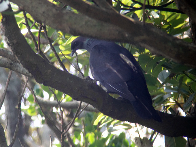 Black Wood Pigeon