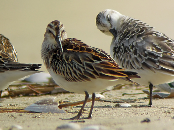 Broad-billed Sandpiper