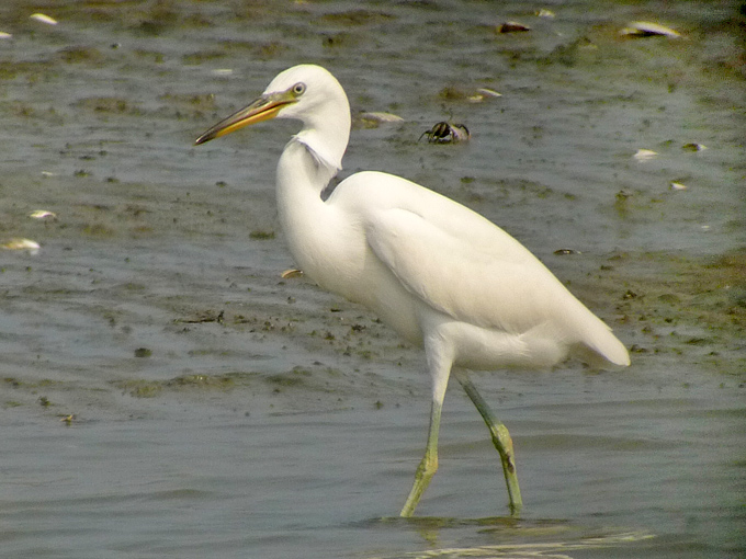Chinese Egret