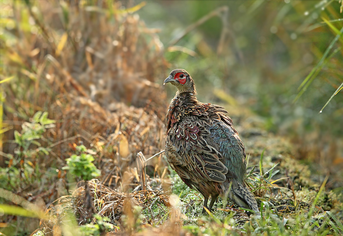 Common Pheasant