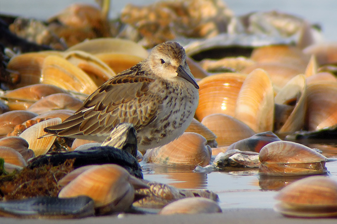 Dunlin