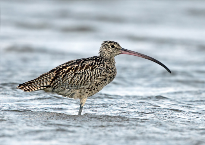 Far Eastern Curlew