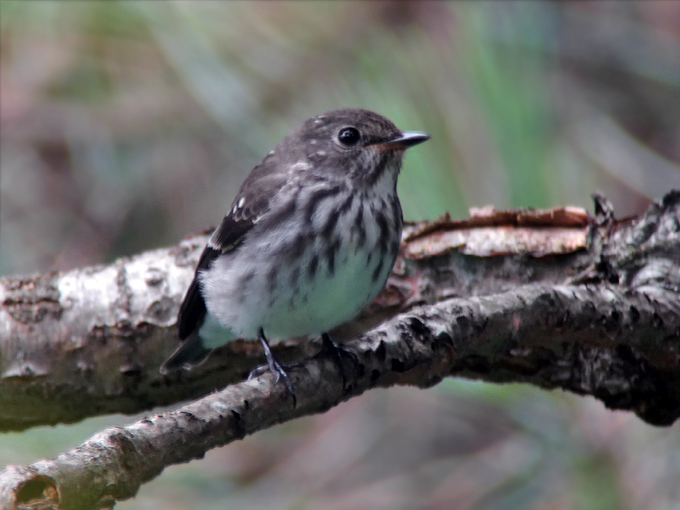 Grey-streaked Flycatcher