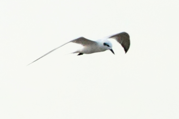 Gull-billed Tern
