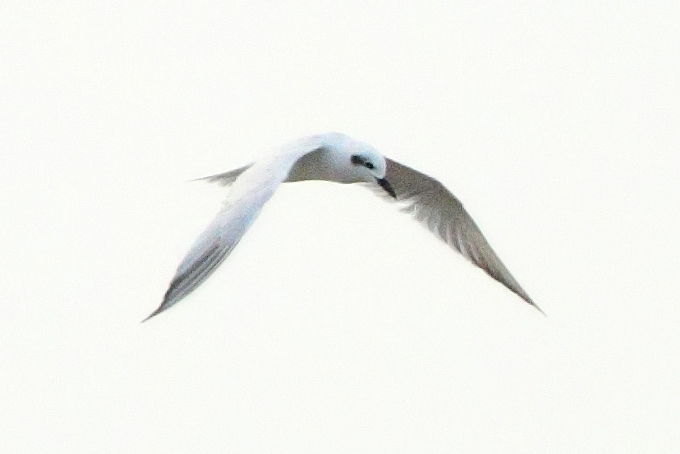Gull-billed Tern