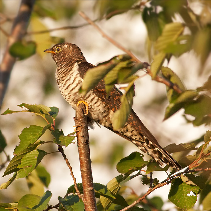 Lesser Cuckoo