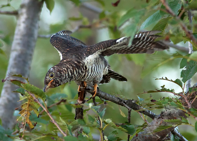 Lesser Cuckoo