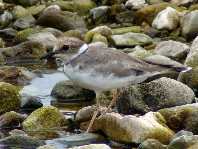 Long-billed Plover
