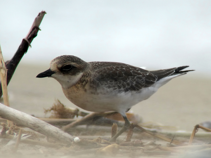 Mongolian Plover