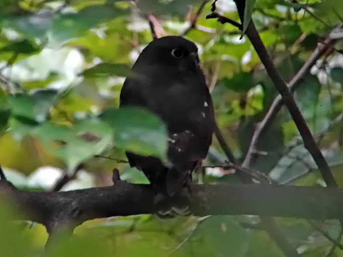 Northern Boobook