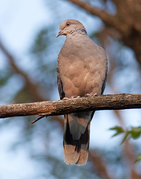 Oriental Turtle Dove