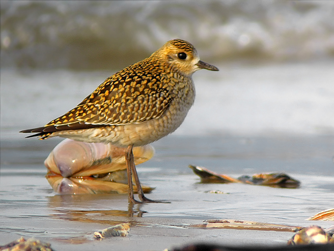 Pacific Golden Plover