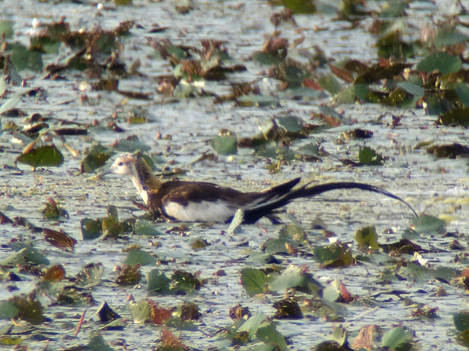 Pheasant-tailed Jacana