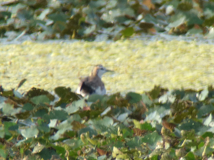 Pheasant-tailed Jacana
